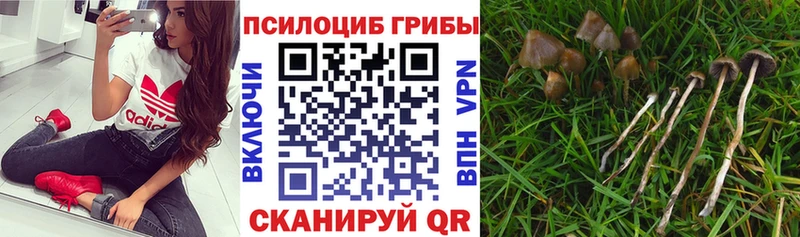 Псилоцибиновые грибы мухоморы  купить наркотик  Ахтубинск 